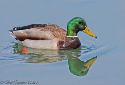 Mallard