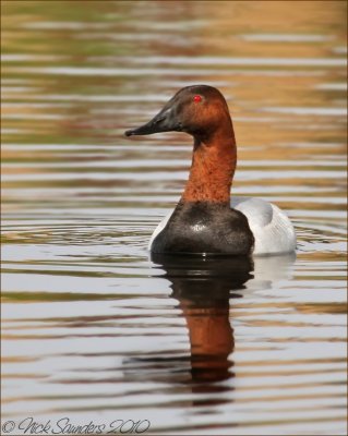 Canvasback