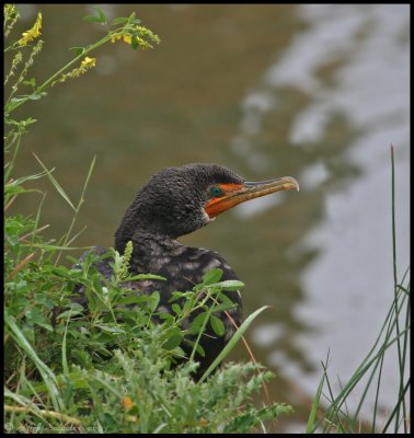 Double-crested Cormorant