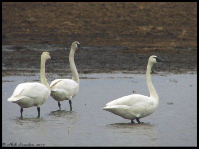 Tundra Swans