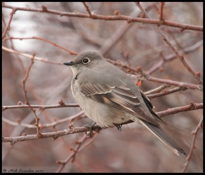 Townsends Solitaire