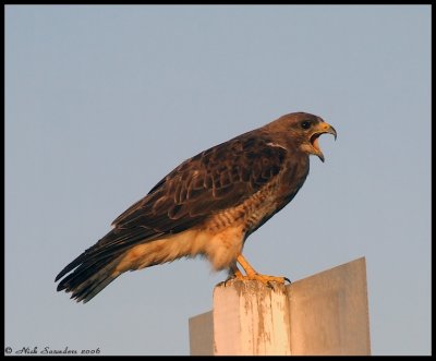 Swainsons Hawk