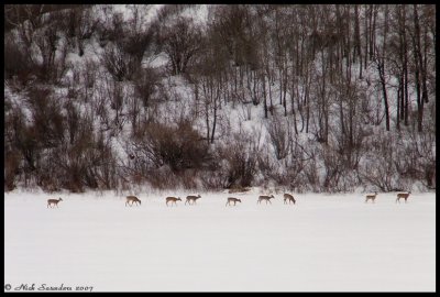 White-tailed Deer herd on Saskatchewan River