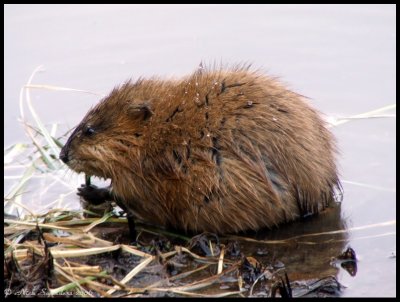 Muskrat