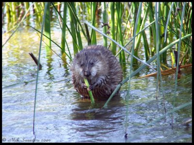 Muskrat1