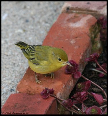 Yellow Warbler