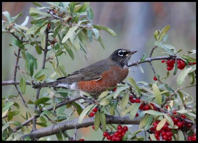 American Robin