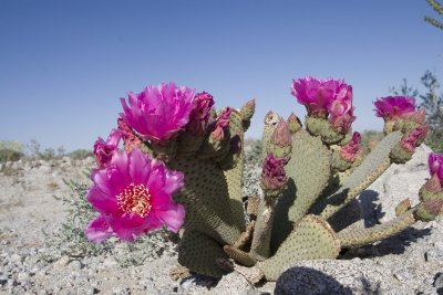 Anza Borrego