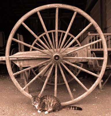 Cat & Wheel