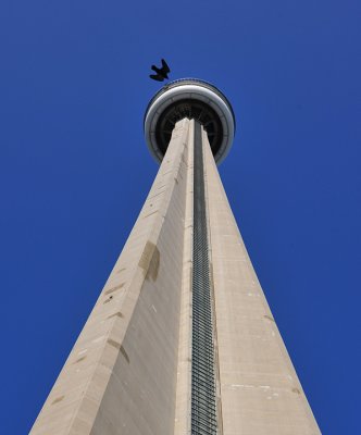 Bird passes by Tower