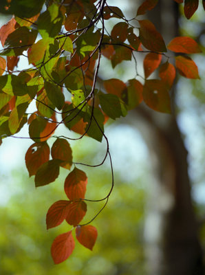 signs of fall