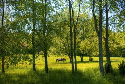 Meadow near Eagle in Waukesha County