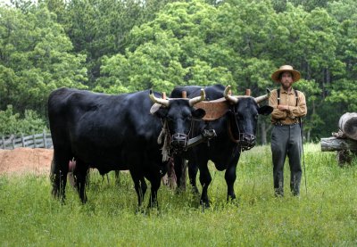 Farmer with yoke of oxen near the Schulz Farm.