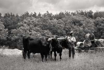 Farmer with yoke of oxen near the Schulz Farm.