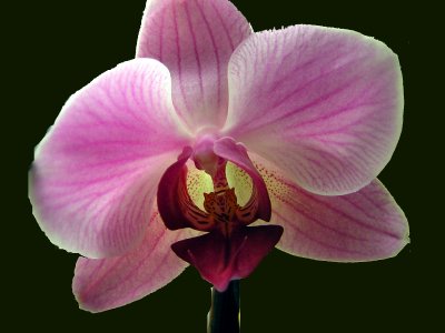 Orchidee 001 rec.jpg