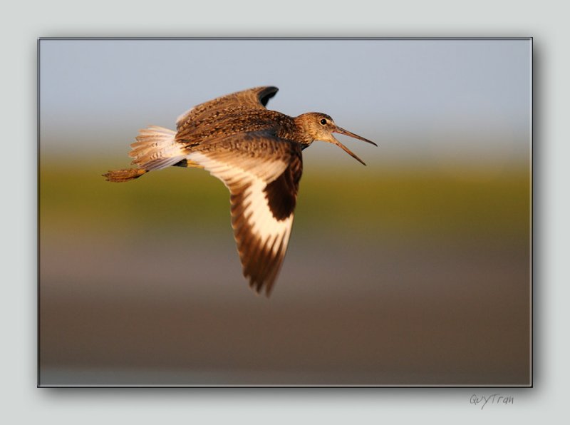 Willet