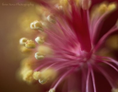 hibiscus pollen