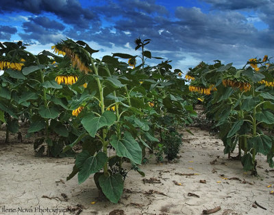 march of the sunless flowers