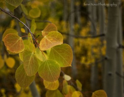 aspen leaves
