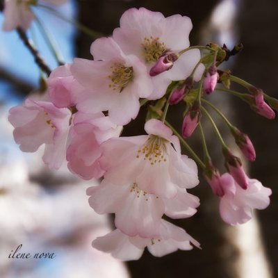 yoshino cherry blossoms