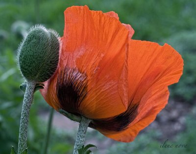 stages of poppy