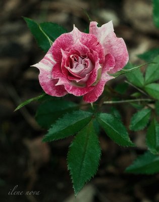 woodland rose