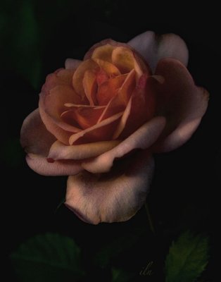 a rose at sunset