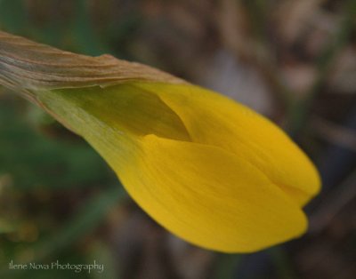 budding daffodil