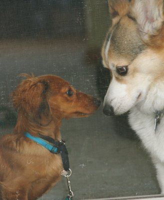 Pals