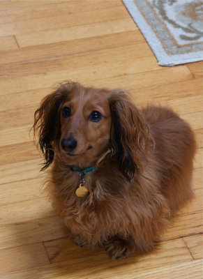 Did You Say Cookies ?