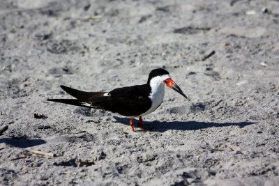 Black Skimmer