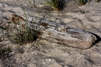 Driftwood