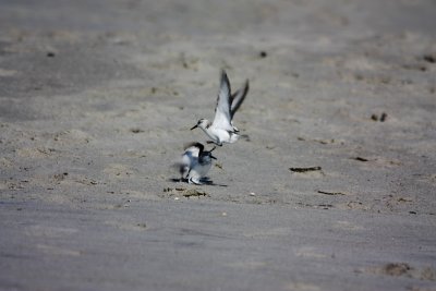 Fighting Piping Plovers