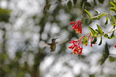 Ruby Throated Hummingbird