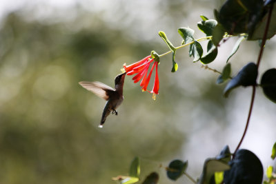 Ruby Throated Humming Bird