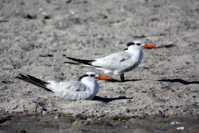 Royal Terns