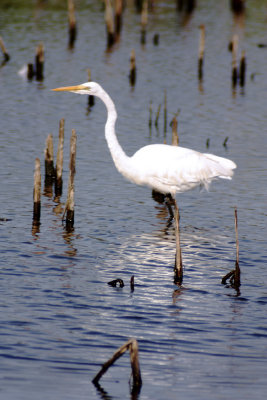 Snowy Egret
