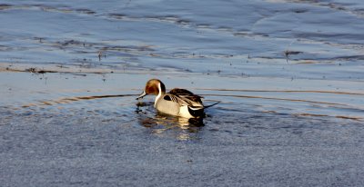 Northern Pintail