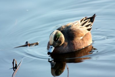 Americam Wigeon