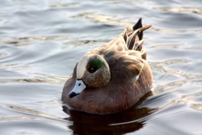 American Wigeon