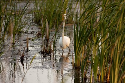 Great Snowy Egret
