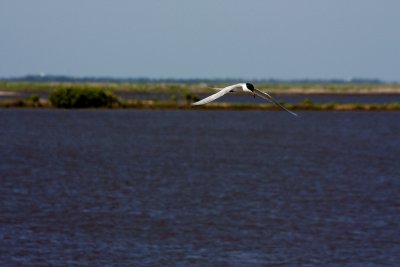 Tern In Flight