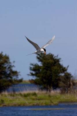 Tern