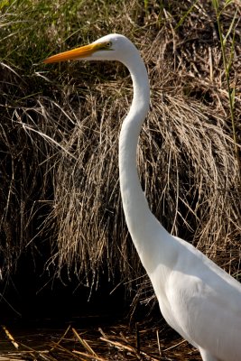 Egret