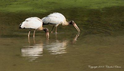 Wood Storks In Ohio