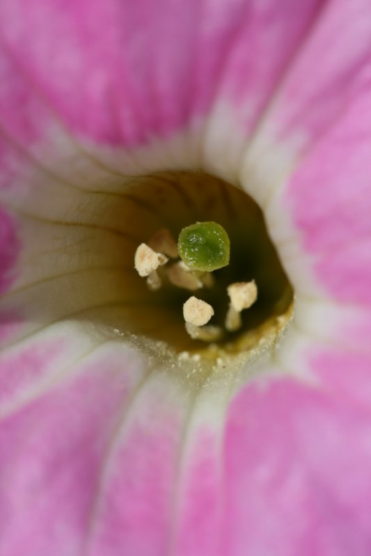 2009-07-03 New Macro Lens_P001.jpg