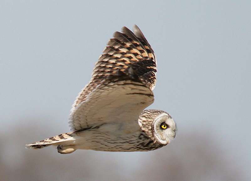 Short Eared Owl