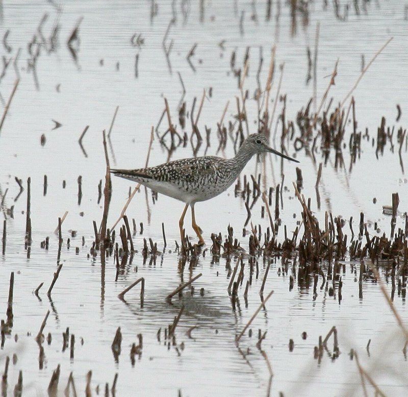 Lesser Yellow Legs