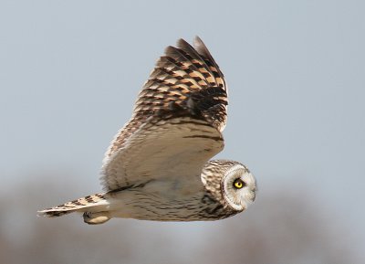 Short Eared Owls