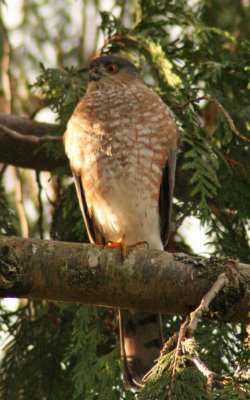 Sharp Shinned Hawk
